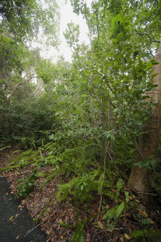 Vegetation Including Gumbo-Limbo Trees, Ferns, and Schefflera