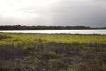 Vegetation Near Water at Myakka River State Park