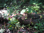 Vegetation on Log