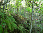 Vegetation on Rocks