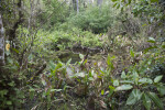 Vegetation Surrounding Stagnant Water