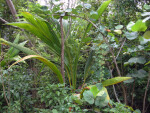 Vegetation