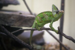 Veiled Chameleon