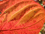 Veins and Color of Autumn Leaf