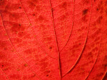 Veins of a Red Autumn Leaf