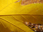 Veins of a Yellow Leaf