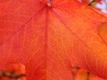 Veins of Red-Orange Autumn Leaf