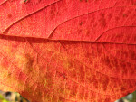 Veins of Reddish-Orange Leaf