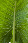 Veiny Giant Taro Leaf