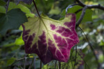 Veiny Leaf which has Yellow to Purple Colors