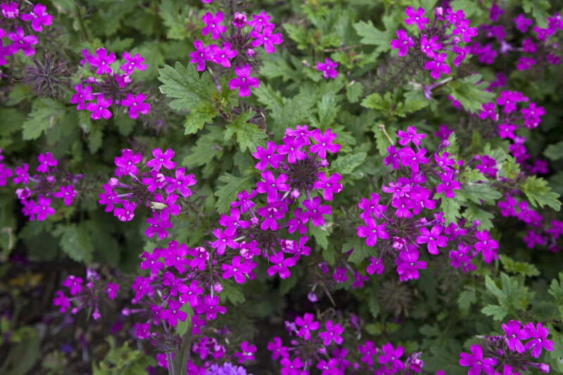 Verbena canadensis Light-Purple Flowers