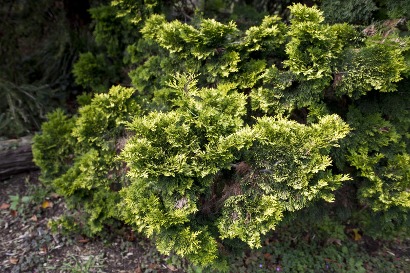 "Verdoni" Japanese Cypress Branches