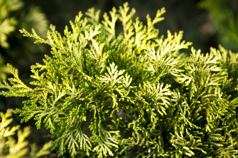 "Verdoni" Japanese Cypress Green and Yellow Leaves