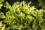 "Verdoni" Japanese Cypress Green and Yellow Leaves