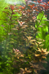 Vertical Aquatic Plant