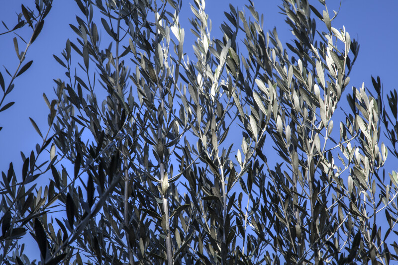 Vertical Branches of a Common Olive Tree