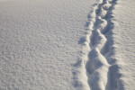 Vertical Path Through the Snow