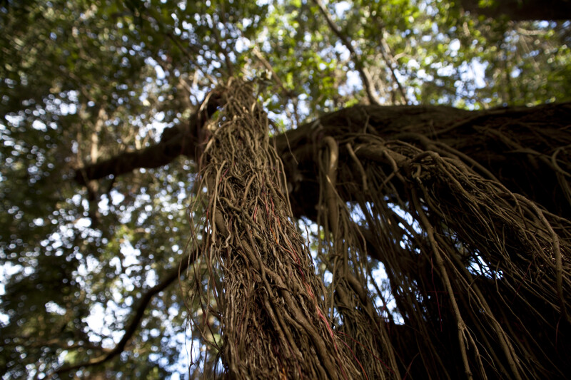 Vertical Pōhutukawa Roots