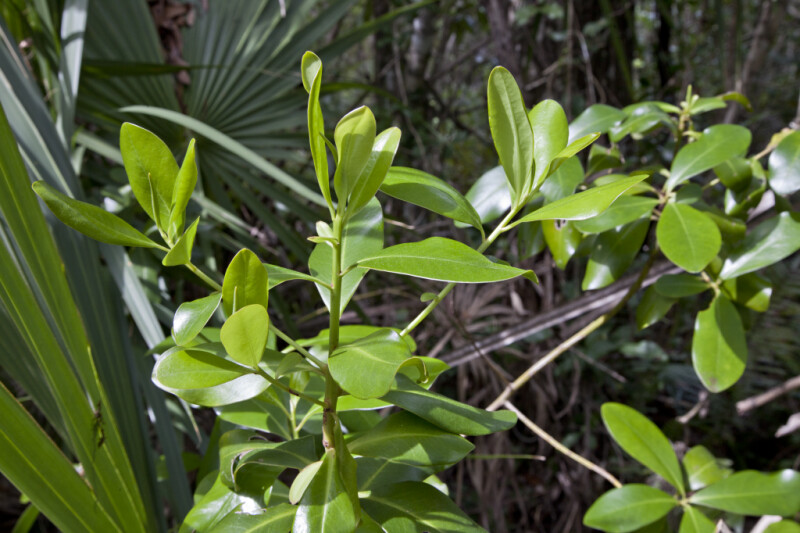 Vertical Shrub with Shiny, Green Leaves