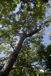 Vertical View of a Black Ironwood Tree Trunk