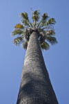 Vertical View of a California Fan Palm at Capitol Park in Sacramento
