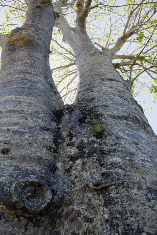 Vertical View of Baobab Tree
