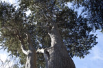 Vertical View of Trees