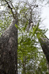 Vertical View of Two Bald Cypress Trees