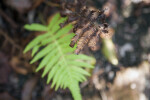 Very Dry Fern Leaves