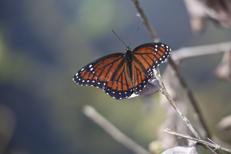 Viceroy at Shark Valley of Everglades National Park