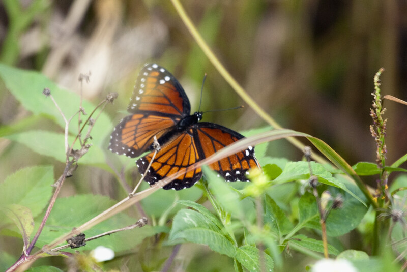 Viceroy Butterfly at Anhinga Trail
