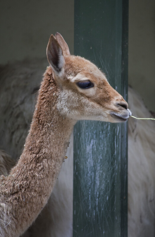 Vicuña Chewing on Blade of Grass at the Artis Royal Zoo