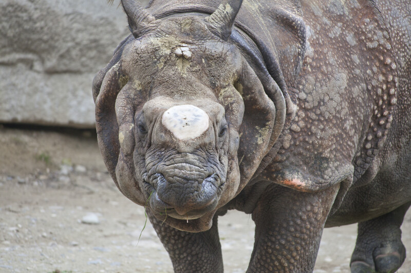View From Front of Indian Rhinoceros