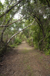 View of Bear Lake Trail