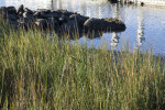 View of Sea Oats against the Backdrop of the Matanzas River Inlet, Close-up