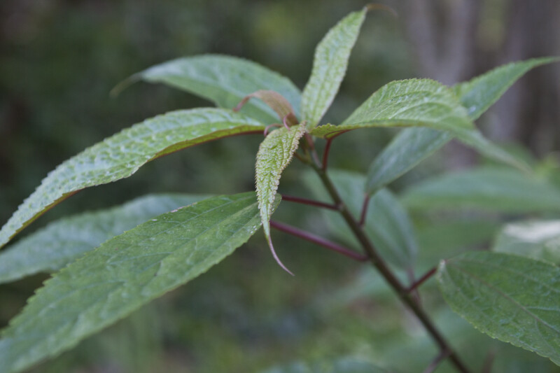 Villebrunea pedunculata Green Leaves