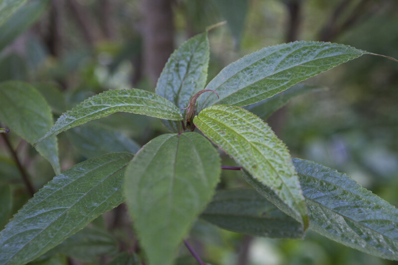 Villebrunea pedunculata Leaves