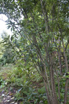 Villebrunea pedunculata