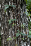 Vine Climbing Trunk of Tree