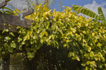 Vine Growing on a Trellis at The Fruit and Spice Park