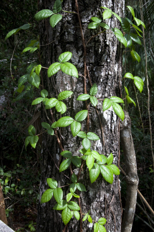 Vine with Bright Green Leaves Growing on Tree Trunk