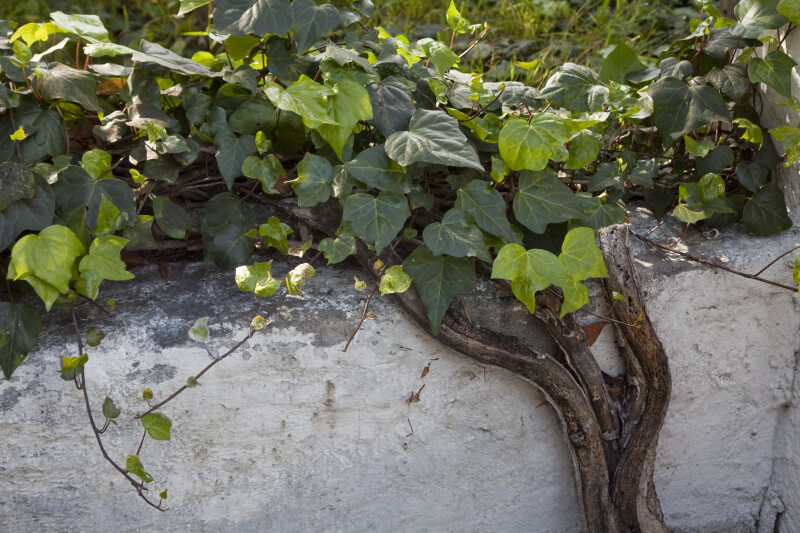 Vine with Dark and Light Green Leaves Growing on a Cement Wall