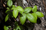 Vine with Green Leaves Growing up Trunk of a Tree