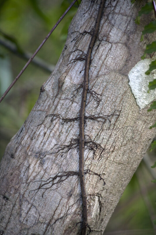 Vine with its Roots Spreading Across Tree Trunk in Several Places