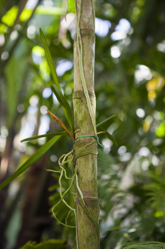 Vine Wrapping Around Palm Trunk