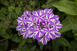 "Violet Star" Verbena