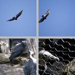 Vultures photographs