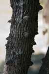 Wagatea spicata Tree Bark