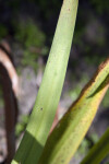 Walking Iris Leaf