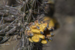 Walkingstick Cholla Fruit and Spines